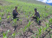 Kapolsek Ulubongka Bersama Kanit Binmas Pantau Penanaman Jagung Kuartal III di Desa Borneang