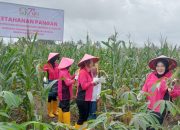 Dukung Ketahanan Pangan, Kapolres Bersama Bhayangkari Gelar GPM dan Panen Raya Jagung di Lahan P2L