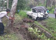 Diduga Berkendara Kondisi Mabuk Sopir Seruduk Pohon Kelapa 
