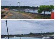 Oknum Anggota DPRD Banggai, Diduga Tebang Pohon Mangrove Memperluas Tambak Udangnya, Nawa Ketut: Saya Punya Orang di Kejati Sulteng namanya Sunan