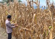 Dukung Ketahanan Pangan Nasional, Bhabinkamtibmas Ampana Kota Pantau Panen Jagung