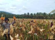 Dukung Ketahanan Pangan Nasional, Aparat Polsek Nuhon Panen Raya Jagung Bersama Masyarakat