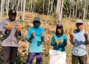 Dukung Ketahanan Pangan Nasional, Aparat Polsek Ampana Tete Dampingi Warga Panen Jagung