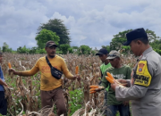 Aparat Polsek Ampana Tete Cek Panen Raya Jagung di Desa Pusungi