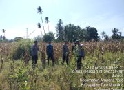 Polsek Ampana Kota Dukung Ketahanan Pangan Tinjau Lahan Jagung Persiapan Panen di Desa Sumoli
