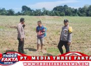 Dukung Ketahanan Pangan Nasional Aparat Polsek Ampana Kota Cek Lahan Jagung Warga