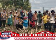 Polsubsektor Mepanga Dukung Ketahanan Pangan Nasional, Dampingi Penen Jagung BUMDes Desa Bugis