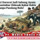 Saumlaki Darurat Judi Sabung Ayam: Polres Tanimbar Didesak Babat Habis Tanpa Pandang Bulu!