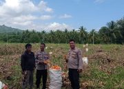 Kapolsek Ampana Kota Tinjau Panen Jagung di Padang Tumbuo, Dorong Warga Perkuat Ketahanan Pangan