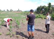 Bhabinkamtibmas Luwuk Timur Dampingi Petani Uwedikan, Perkuat Produktivitas Jagung untuk Dukung Ketahanan Pangan